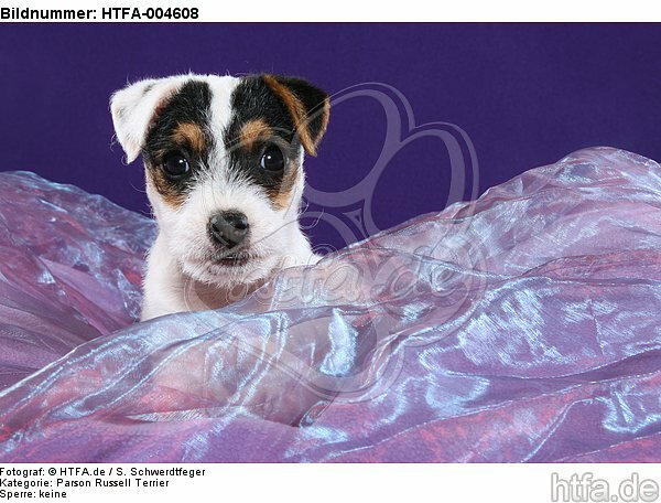 Parson Russell Terrier Welpe / parson russell terrier puppy / HTFA-004608