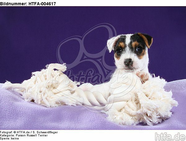 Parson Russell Terrier Welpe / parson russell terrier puppy / HTFA-004617