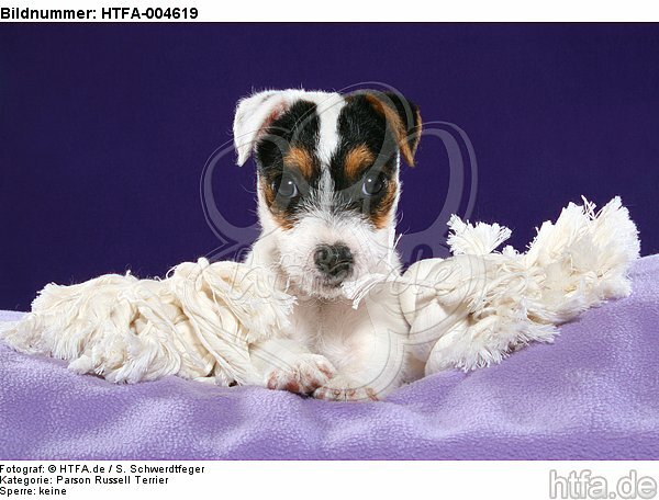 Parson Russell Terrier Welpe / parson russell terrier puppy / HTFA-004619