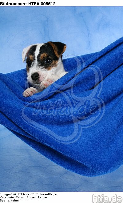 Parson Russell Terrier Welpe / parson russell terrier puppy / HTFA-005512
