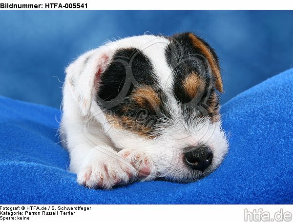 Parson Russell Terrier Welpe / parson russell terrier puppy / HTFA-005541