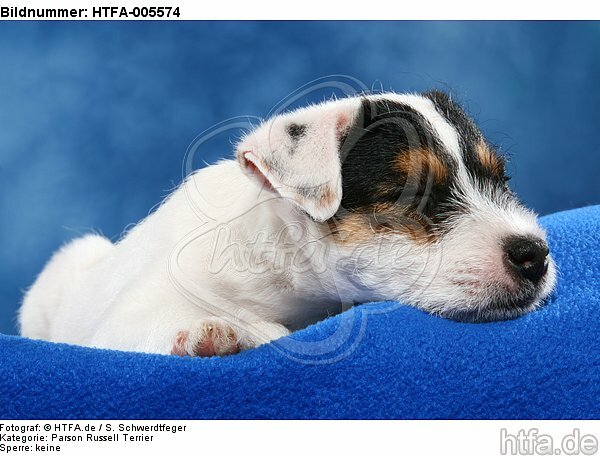 Parson Russell Terrier Welpe / parson russell terrier puppy / HTFA-005574