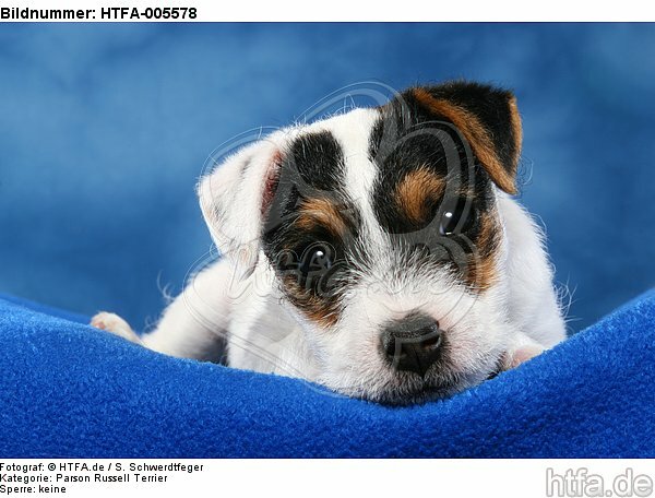 Parson Russell Terrier Welpe / parson russell terrier puppy / HTFA-005578