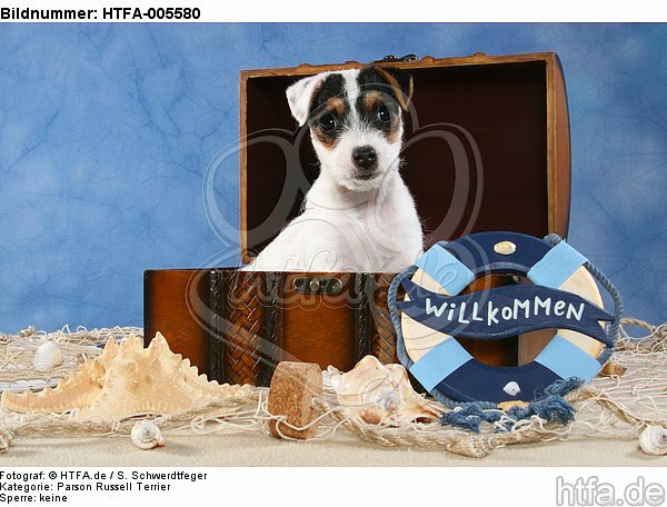 Parson Russell Terrier Welpe / parson russell terrier puppy / HTFA-005580