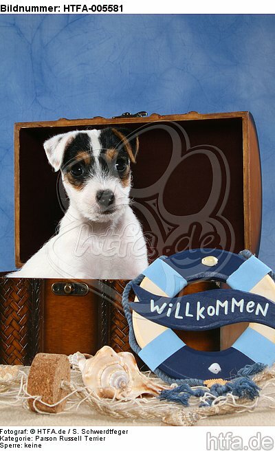 Parson Russell Terrier Welpe / parson russell terrier puppy / HTFA-005581