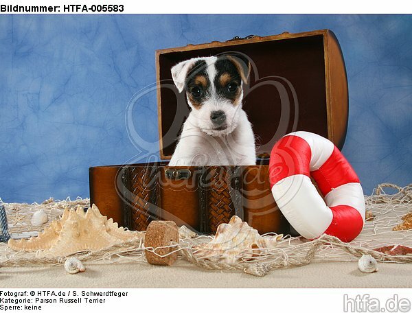 Parson Russell Terrier Welpe / parson russell terrier puppy / HTFA-005583