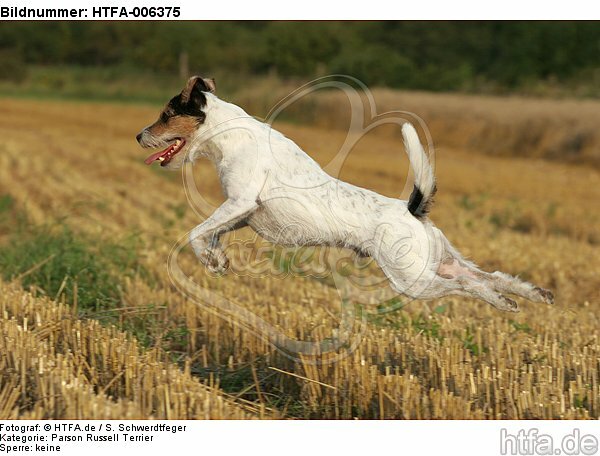 Parson Russell Terrier / HTFA-006375