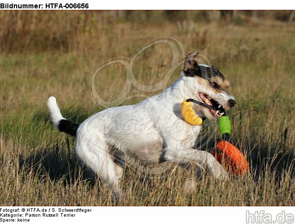 Parson Russell Terrier / HTFA-006656