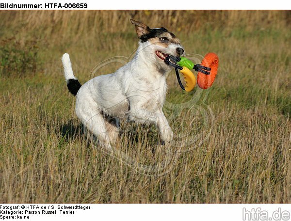 Parson Russell Terrier / HTFA-006659