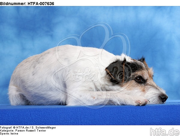 Parson Russell Terrier / HTFA-007636