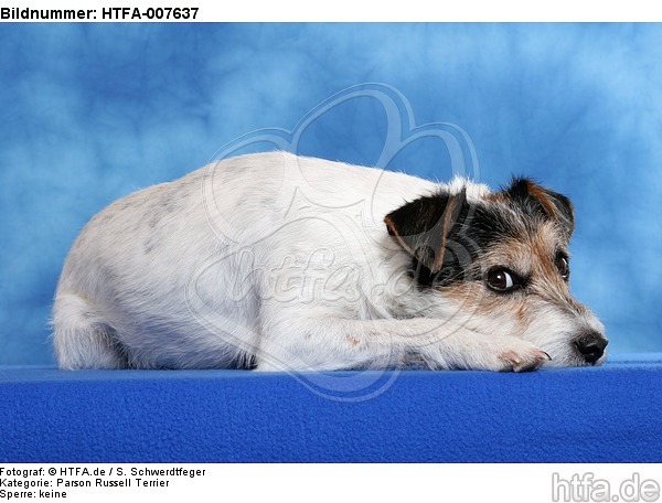 Parson Russell Terrier / HTFA-007637