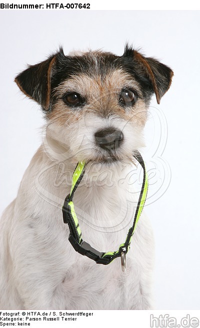 Parson Russell Terrier / HTFA-007642