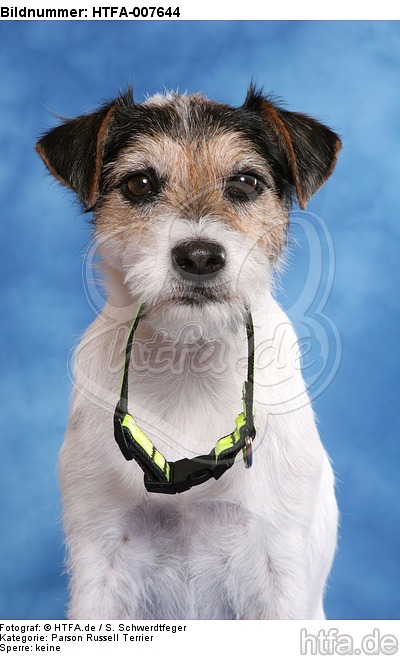 Parson Russell Terrier / HTFA-007644