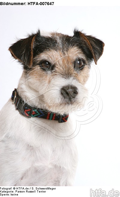 Parson Russell Terrier / HTFA-007647