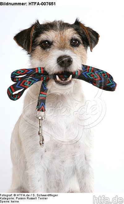 Parson Russell Terrier / HTFA-007651