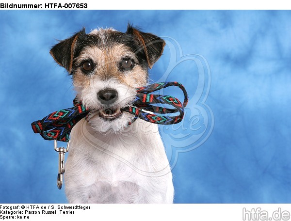 Parson Russell Terrier / HTFA-007653