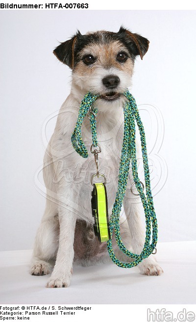 Parson Russell Terrier / HTFA-007663
