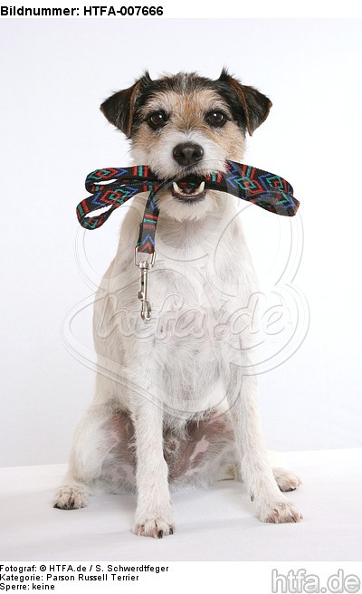 Parson Russell Terrier / HTFA-007666