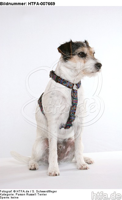 Parson Russell Terrier / HTFA-007669