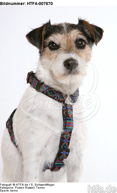 Parson Russell Terrier / HTFA-007670