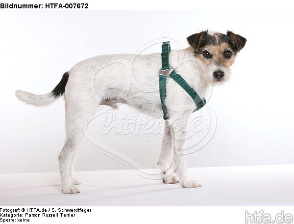 Parson Russell Terrier / HTFA-007672