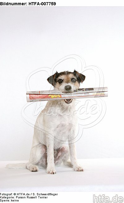 Parson Russell Terrier / HTFA-007759