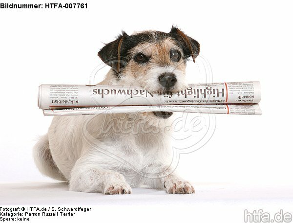 Parson Russell Terrier / HTFA-007761