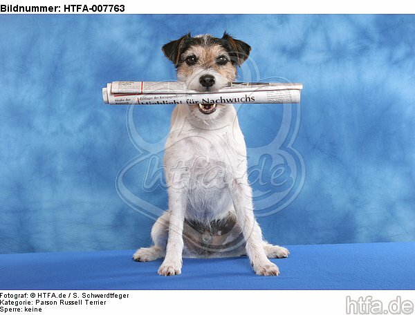 Parson Russell Terrier / HTFA-007763