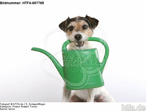Parson Russell Terrier / HTFA-007765