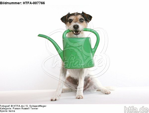 Parson Russell Terrier / HTFA-007766