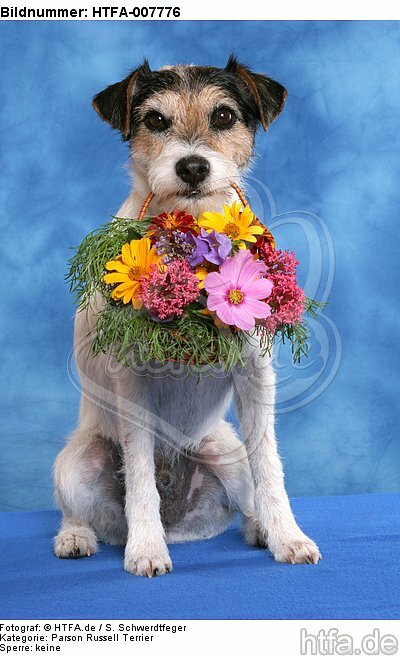 Parson Russell Terrier / HTFA-007776