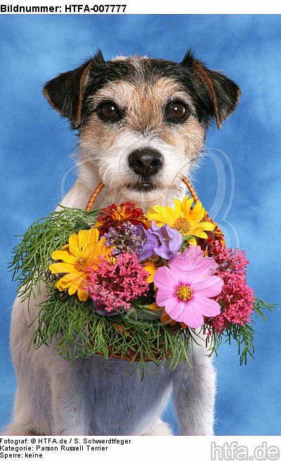 Parson Russell Terrier / HTFA-007777