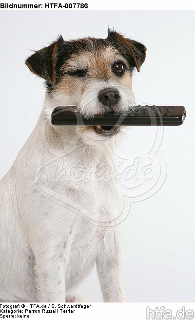Parson Russell Terrier / HTFA-007786