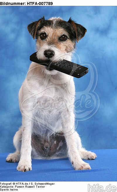 Parson Russell Terrier / HTFA-007789