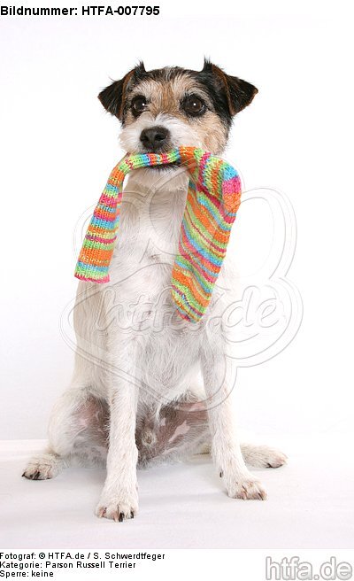 Parson Russell Terrier / HTFA-007795