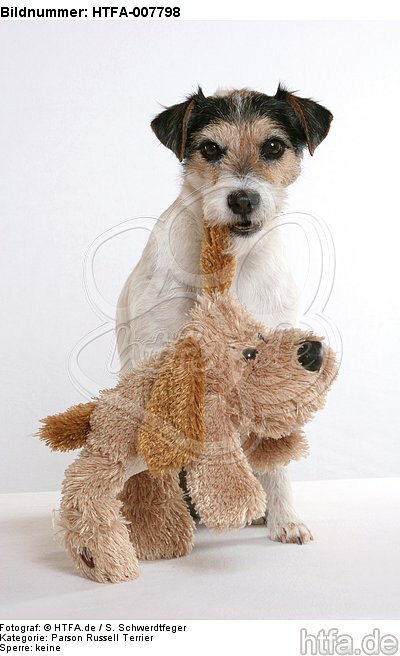 Parson Russell Terrier / HTFA-007798