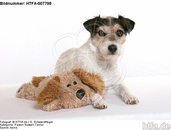 Parson Russell Terrier / HTFA-007799