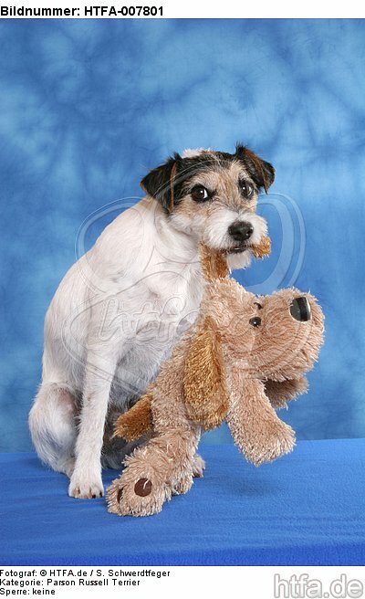 Parson Russell Terrier / HTFA-007801