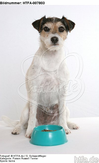 Parson Russell Terrier / HTFA-007803