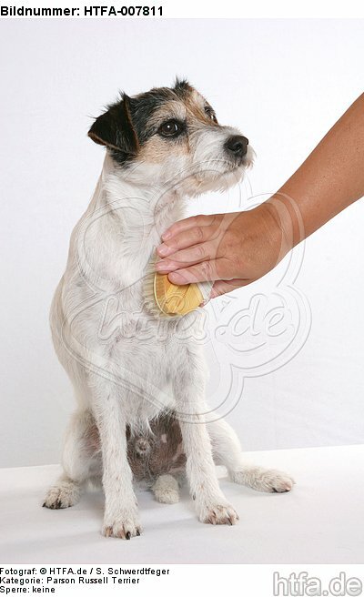 Parson Russell Terrier / HTFA-007811