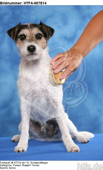 Parson Russell Terrier / HTFA-007814