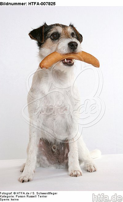 Parson Russell Terrier / HTFA-007825