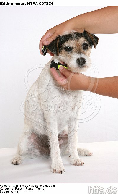 Parson Russell Terrier / HTFA-007834