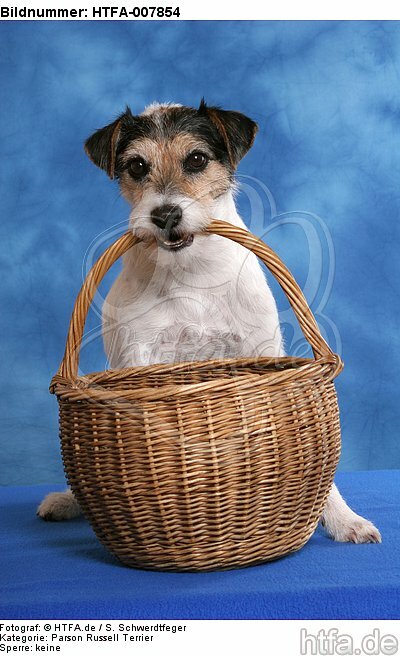 Parson Russell Terrier / HTFA-007854