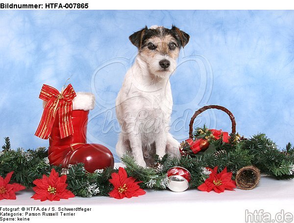 Parson Russell Terrier / HTFA-007865