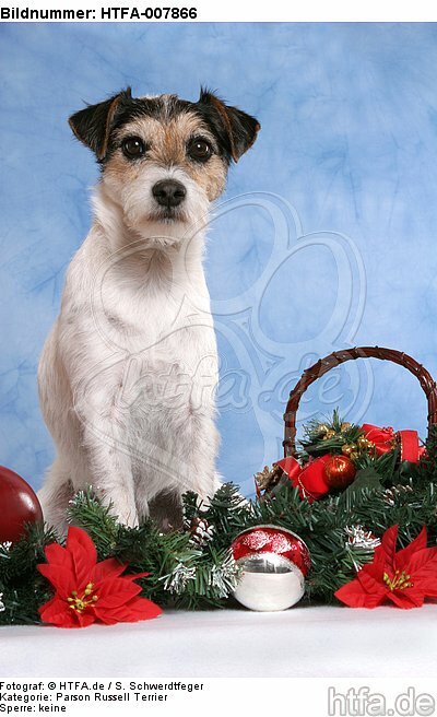 Parson Russell Terrier / HTFA-007866
