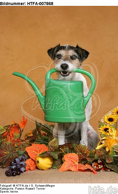Parson Russell Terrier / HTFA-007868