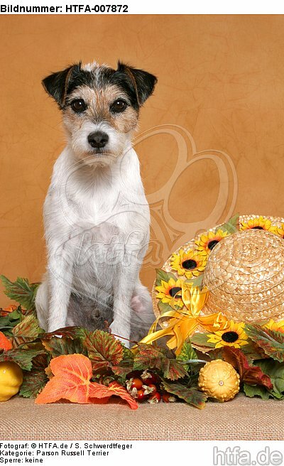 Parson Russell Terrier / HTFA-007872