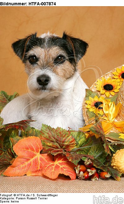 Parson Russell Terrier / HTFA-007874