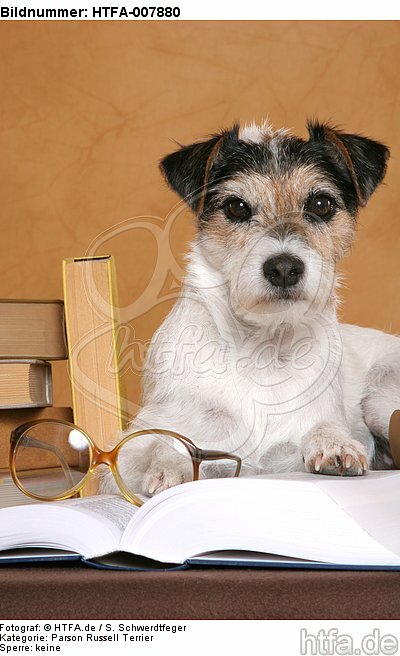 Parson Russell Terrier / HTFA-007880